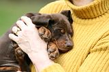 ADULTE ET CHIEN 360